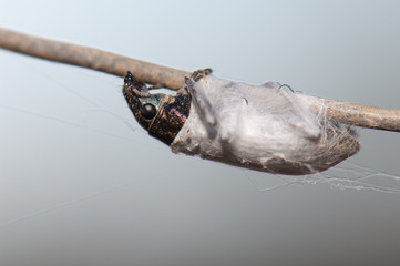 Weevil trapped in spider silk. Cruz de Pajonales. Integral Natural Reserve of Inagua. Tejeda. Gran Canaria. Canary Islands. Spain.