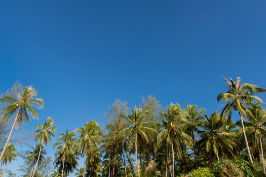 Beautiful Coconut palm tree with clear blue sky,Holiday and summer vacation concept