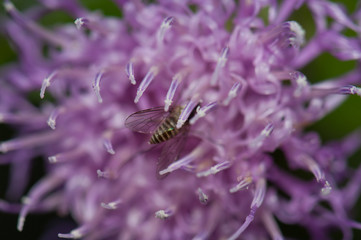 Fly feeding on a flower of Cheirolophus sp. Cruz de Pajonales. Integral Natural Reserve of Inagua. Tejeda. Gran Canaria. Canary Islands. Spain.