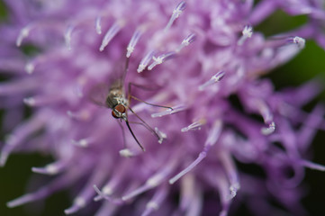 Fly feeding on a flower of Cheirolophus sp. Cruz de Pajonales. Integral Natural Reserve of Inagua. Tejeda. Gran Canaria. Canary Islands. Spain.