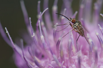 Fly feeding on a flower of Cheirolophus sp. Cruz de Pajonales. Integral Natural Reserve of Inagua. Tejeda. Gran Canaria. Canary Islands. Spain.
