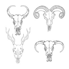 Collection of skulls of wild animals western mystical. bohemian head, western vintage animal.