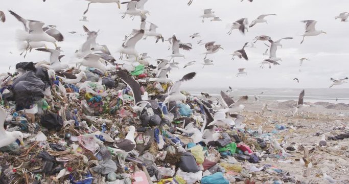 Birds flying over rubbish piled on a landfill full of trash 