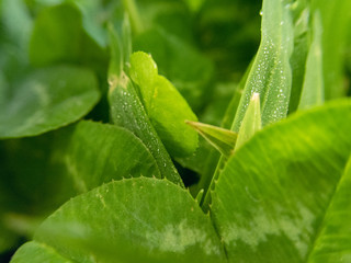 Clovers in grass