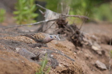 European turtle dove Streptopelia turtur. Tamadaba Natural Park. Gran Canaria. Canary Islands. Spain.