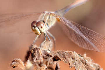 Close up macro of dragonfly on dead plant, brown tones