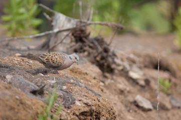 European turtle dove Streptopelia turtur. Tamadaba Natural Park. Gran Canaria. Canary Islands. Spain.