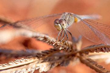 Closeup macro of dragonfly on plant, brown tones