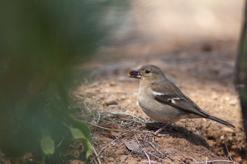 Female common chaffinch Fringilla coelebs canariensis collecting seeds. Tamadaba Natural Park. Gran Canaria. Canary Islands. Spain.