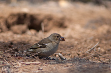 Female common chaffinch Fringilla coelebs canariensis collecting seeds. Tamadaba Natural Park. Gran Canaria. Canary Islands. Spain.