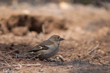 Obraz premium Female common chaffinch Fringilla coelebs canariensis eating seeds. Tamadaba Natural Park. Gran Canaria. Canary Islands. Spain.