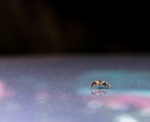little spider on car roof