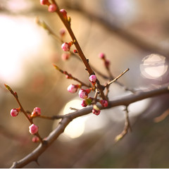 Apricot buds ready to bloom