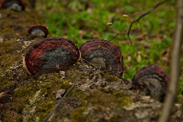 Chaga (tree mushroom) on a fallen birch trunk.
