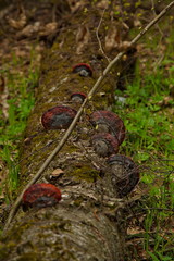 Chaga (tree mushroom) on a fallen birch trunk.