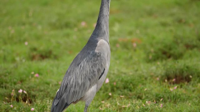 Black Headed Heron standing in wild. Crane up, shallow focus