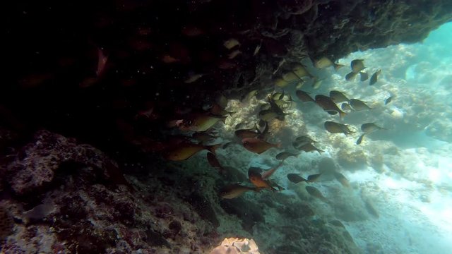 snorkeling with scool of small fish, El nido , Palawan