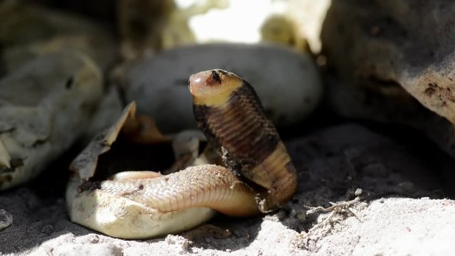 A hatchling Cape cobra hooding as it emerges from it's egg, close up
