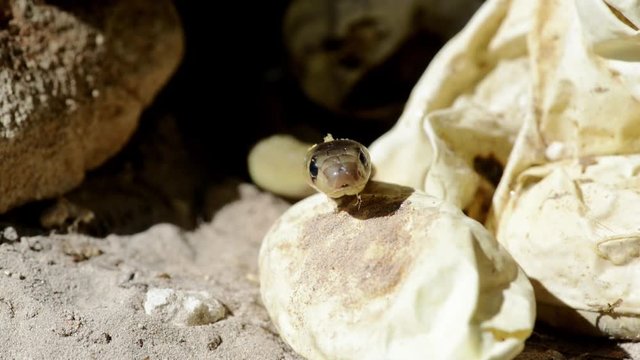 A Cape cobra, just hatched slithers away behind oval snake eggs, close up