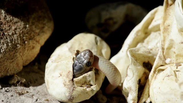 Close up of a hatchling Cape cobra emerging from it's egg, close up