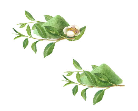 Matcha Green Tea Hand Drawn Pencil Illustration Isolated on White
