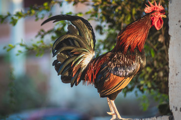 Concept: rooster in the garden giving the good morning