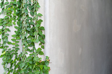 Abstract plant wall background.