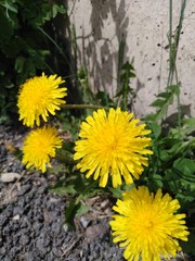 dandelions in the garden