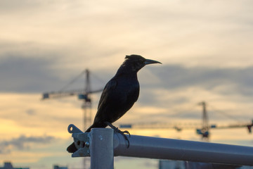 Bird on a city