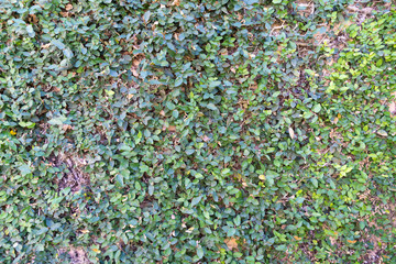 Abstract plant wall background.