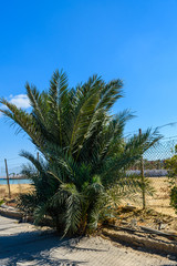 Green date palm tree along the road to the beach