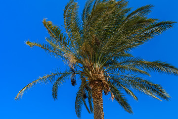 Obraz na płótnie Canvas Green date palm tree against the blue sky