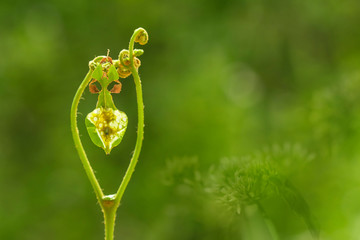 bud of a plant