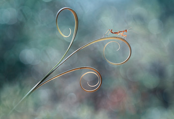 Little Mantish and Leaf Edge