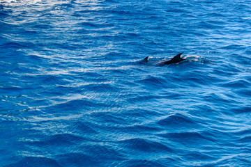 Obraz premium Dolphins in Red sea not far from the Hurghada city, Egypt