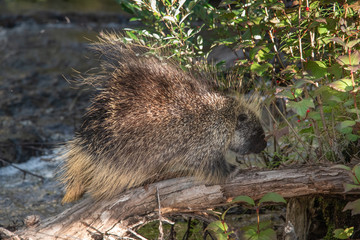 Wild, curious & spiky porcupine seen in Yukon Territory, Canada near a beautiful creek in the summer. 