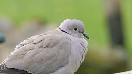 Collared Dove on fence in UK
