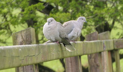 Collared Dove on fence in UK