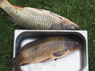 Russian rivers.Just caught a big fish river carp.
