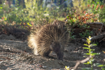 Wild, curious & spiky porcupine seen in Yukon Territory, Canada near a beautiful creek in the summer. 
