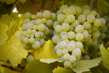 Closeup of white wine grapes on the vine