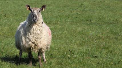 Sheep and lambs ln in a field on farm in Ireland