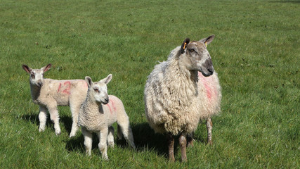 Naklejka na ściany i meble Sheep and lambs ln in a field on farm in Ireland
