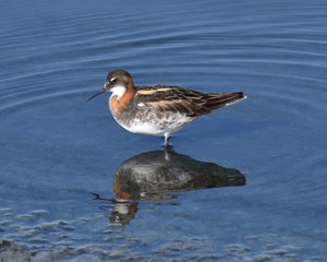 A red-necked phalarope (Phalaropus lobatus) in breeding plumage stands at the edge of a shallow salt pond, at Moss Landing Wildlife Area in California.