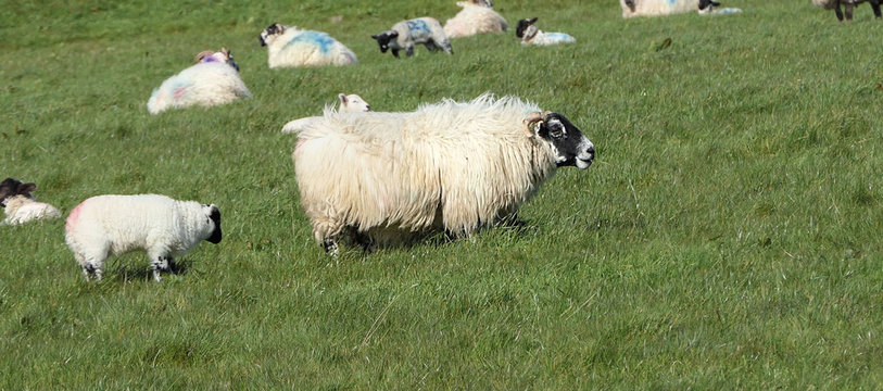 Sheep and lambs ln in a field on farm in Ireland