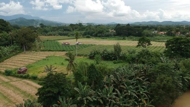 Drone footage of corn field in Tuaran Sabah Malaysia