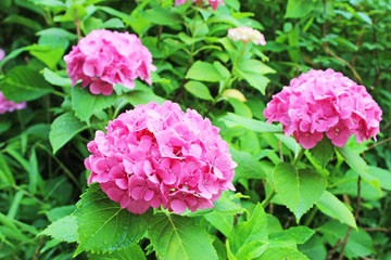 あじさい　上野公園