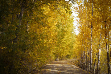 A beautiful autumn view of a flowing creek