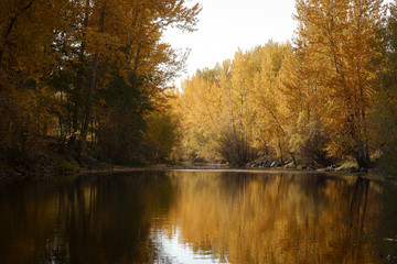 Obraz premium A beautiful autumn view of a flowing creek