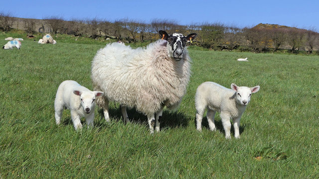 Sheep and lambs ln in a field on farm in Ireland